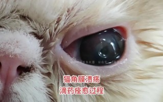 怎么给猫猫擦眼睛：方法和注意事项