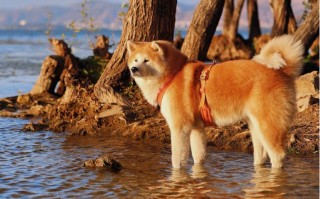 秋田犬的洗澡方法及注意事项，秋田犬幼犬能洗澡吗