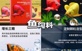 银龙鱼一般喂什么鱼料，银龙鱼一般喂什么鱼料好