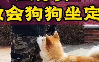 秋田犬训练视频大全，秋田犬训练教程