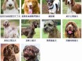 判断爱犬的个性 如何判断狗狗性格特点