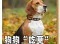 狗的食性分类 犬的食性是a肉食性b肉食为主的杂食性c素食性d杂食性