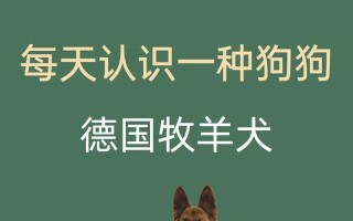 德国牧羊犬饲养成本，德国牧羊犬饲养成本高吗