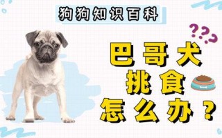 巴哥犬食欲不好怎么办，巴哥犬挑食不吃狗粮怎么办