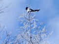 东北雪鸟叫声视频，雪叼鸟叫声