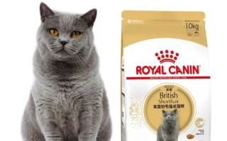 英国短毛猫一个月吃多少猫粮