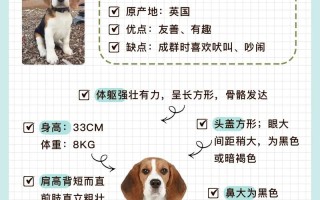 比格犬介绍视频，比格犬好吗,比格犬的优缺点分析