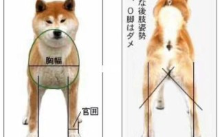 秋田犬和柴犬的分别，秋田犬和柴犬的性格区别