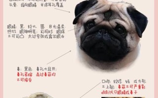 巴哥犬性格特点详细介绍，巴哥犬性格特点详细介绍图片