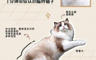 布偶猫的优缺点知乎，布偶猫猫优缺点