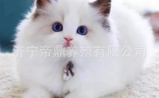 波斯猫多少钱一个，波斯猫多少钱一只