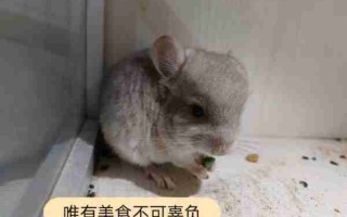 新手喂养龙猫禁忌的食物 新手喂养龙猫禁忌的食物是什么