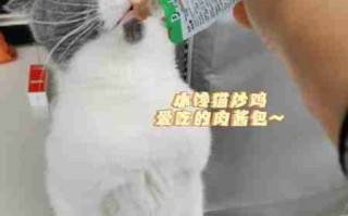 猫咪偷吃东西怎么办？应对猫咪偷吃行为的有效方法