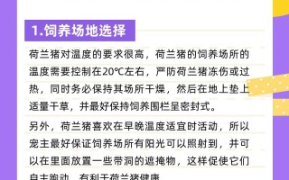 荷兰猪怎么洗澡才最安全，给荷兰猪洗澡注意事项