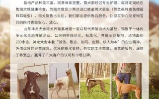 猎兔犬品种大全，猎兔犬多少钱一只