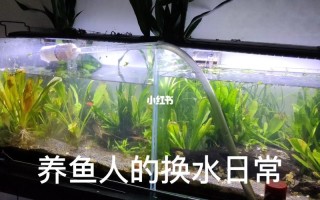 养鱼勤换水好吗，养鱼常换水好不好