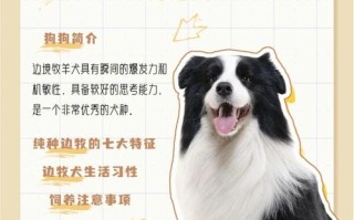 边境牧羊犬的品种简介，边境牧羊犬的品种简介大全