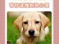 犬的等级心理和复仇心理 狗狗的复仇心理