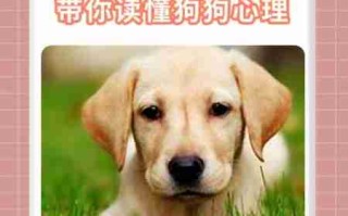 犬的等级心理和复仇心理 狗狗的复仇心理