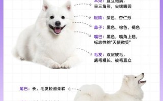 萨摩耶犬怎么选，萨摩耶小狗怎么选