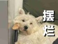 如何把握犬的表情? 狗的表情包怎么用字打出来