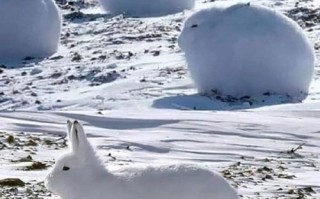 雪兔在北极地区的主要食物是什么，雪兔和北极兔一样吗