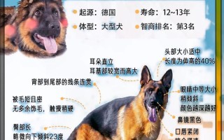 德国牧羊犬买公的还是母的，德国牧羊犬纯种和不纯