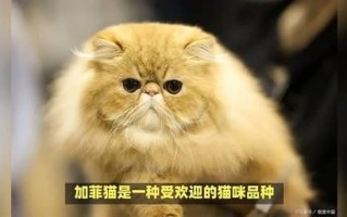 加菲猫大概多少钱一只，加菲猫多少钱一只啊