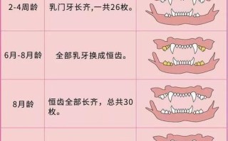 牙齿怎么看猫咪的年龄：方法和技巧