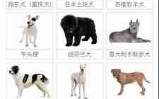 爱尔兰猎狼犬肛门腺的清理 狼有没有肛门腺