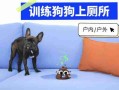 幼犬上厕所的六个训练要点