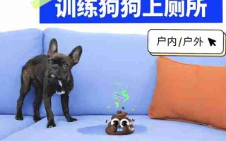 幼犬上厕所的六个训练要点