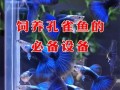 孔雀鱼饲养设备及水质标准，孔雀鱼饲养设备及水质标准最新