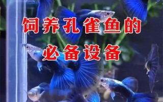 孔雀鱼饲养设备及水质标准，孔雀鱼饲养设备及水质标准最新