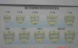 从牙齿来判断狗狗年龄 如何通过牙齿判断狗的年龄