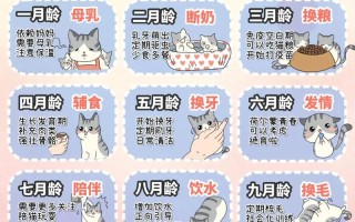 如何让波斯猫不咬人呢，波斯猫怎么养粘人