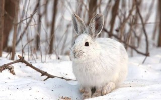 雪兔:北国森林的精灵是谁，北国雪原