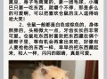 仓鼠打架了怎么办?，仓鼠打架之后会出现什么症状