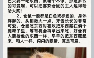 仓鼠打架了怎么办?，仓鼠打架之后会出现什么症状