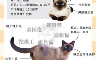 如何训练暹罗猫在笼子里安静，怎么训暹罗猫