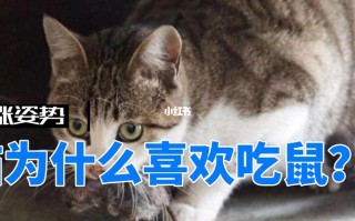 猫吃老鼠是为什么，猫吃老鼠为什么不出血