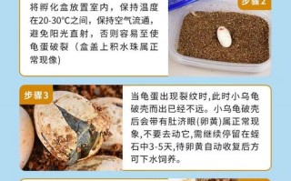 乌龟蛋孵化需要多长时间，乌龟蛋孵化小乌龟要多久