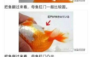 金鱼的繁殖技巧视频，金鱼繁殖教程