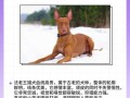 猎兔犬是小型犬吗，猎兔犬长什么样子