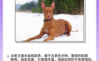 猎兔犬是小型犬吗，猎兔犬长什么样子