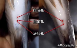 垃圾鱼怎么分公母，垃圾鱼又叫什么名字