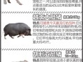 香猪是什么意思?，香猪儿是什么意思