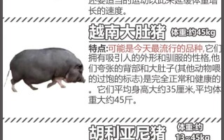 香猪是什么意思?，香猪儿是什么意思