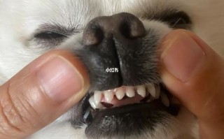 博美犬常见口腔和牙齿图，博美犬的牙