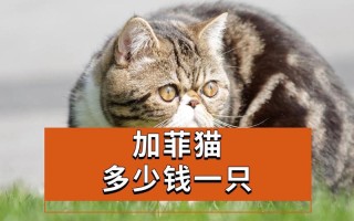 养加菲猫一个月要花多少钱，养加菲猫费钱吗